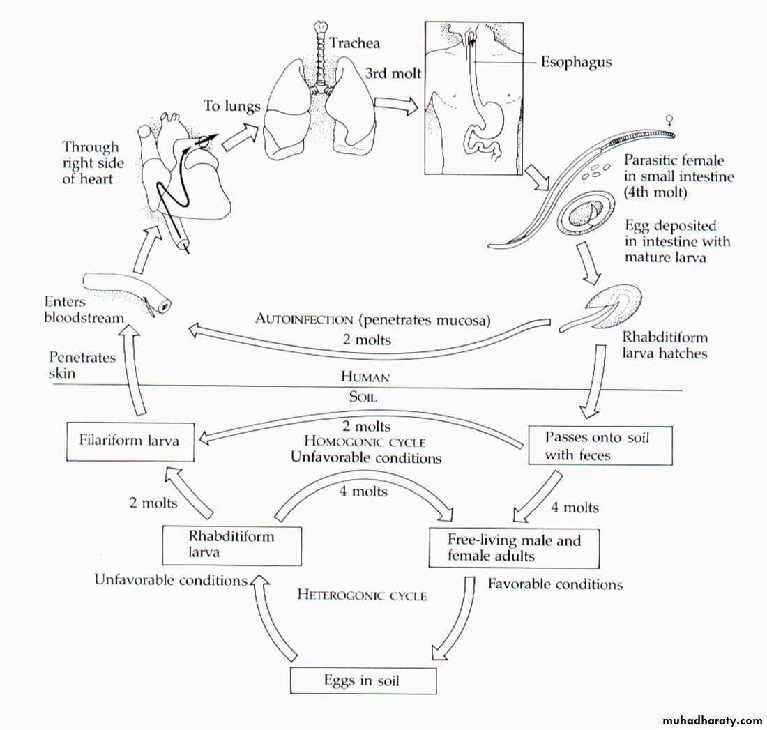 Жизненный цикл угрицы кишечной. Strongyloides stercoralis жизненный цикл схема. Жизненный цикл угрицы кишечной схема. Strongyloides stercoralis жизненный цикл.