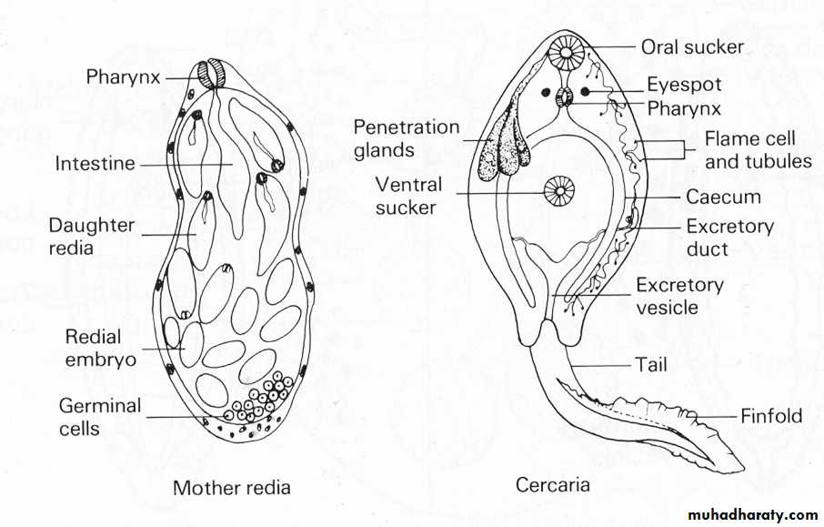 fasciola hepatica morphology