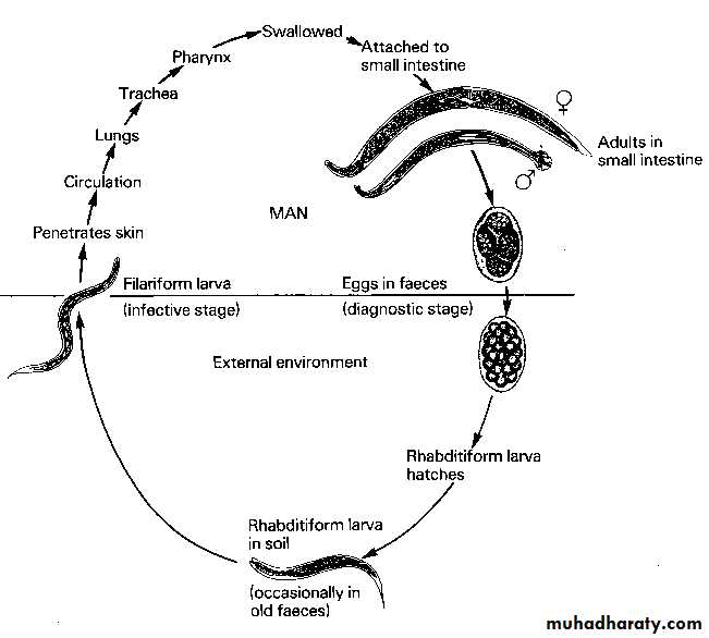 Жизненный цикл угрицы кишечной. Жизненный цикл развития анкилостомы. Анкилостомоз жизненный цикл. Анкилостома жизненный цикл схема. Ancylostoma duodenale жизненный цикл схема.