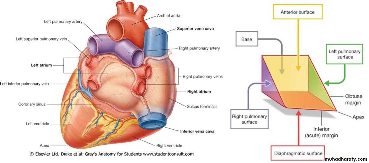 Сердце приведет часть 1. Сердце анатомия верхушка и основание.