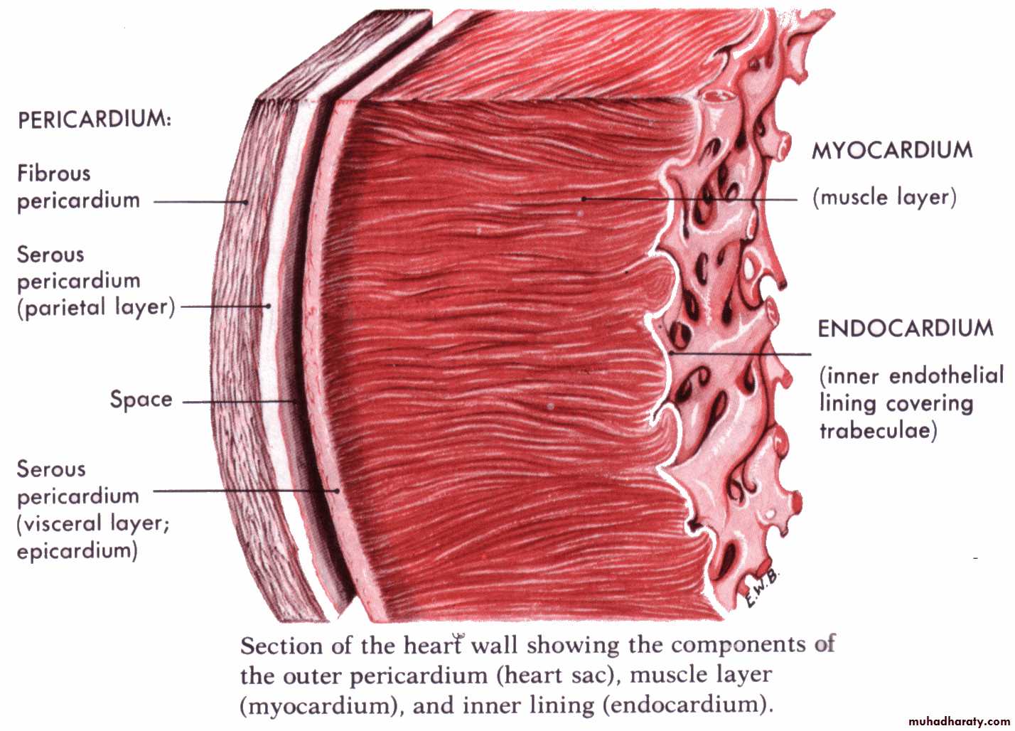 Слои предсердия. Строение перикарда гистология. Сердце перикард миокард эндокард. Миокард анатомия. Перикард миокард эндокард строение стенки.