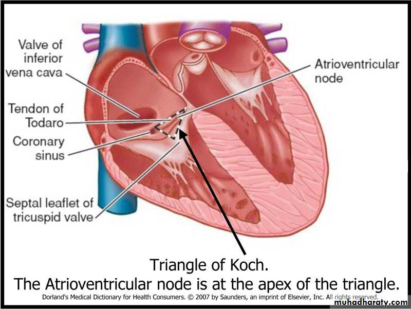 Apex nodes. Треугольник Коха. Треугольник Коха в правом предсердии. Треугольник Коха сердце.