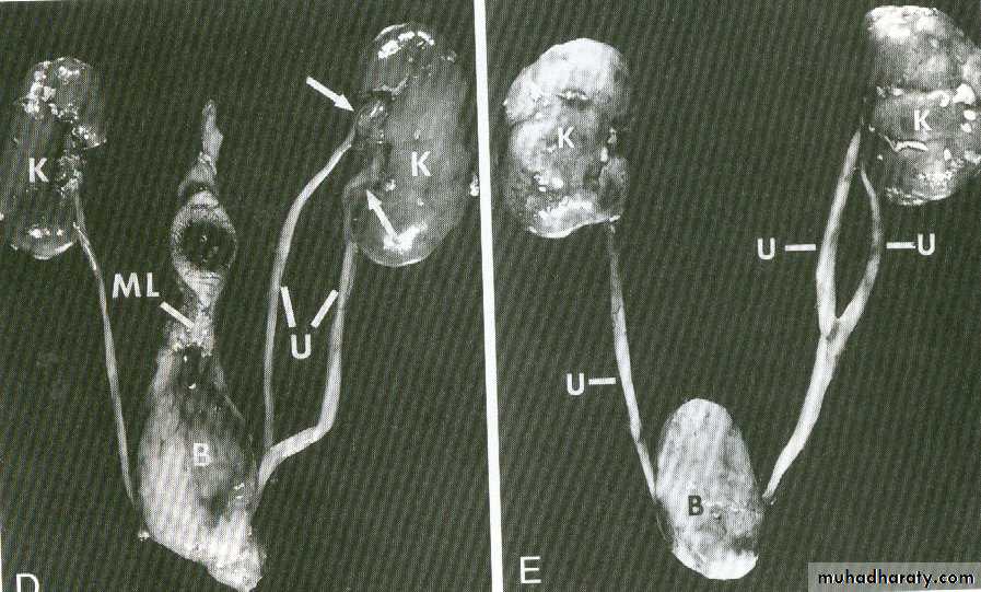  Urogenital  system pptx     Muhadharaty