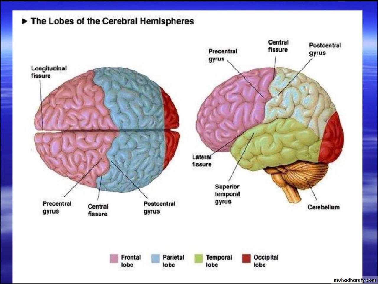 Lobes of the Brain