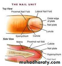 Dermatophyte infection pptx - D. Alaa - Muhadharaty