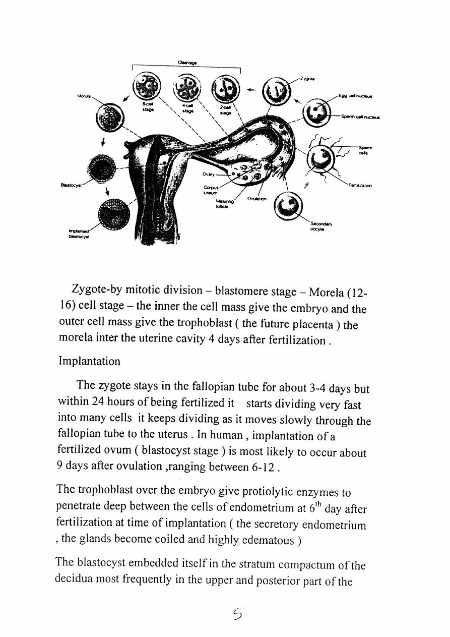 Female ReProductive system pdf - بان عامر - Muhadharaty