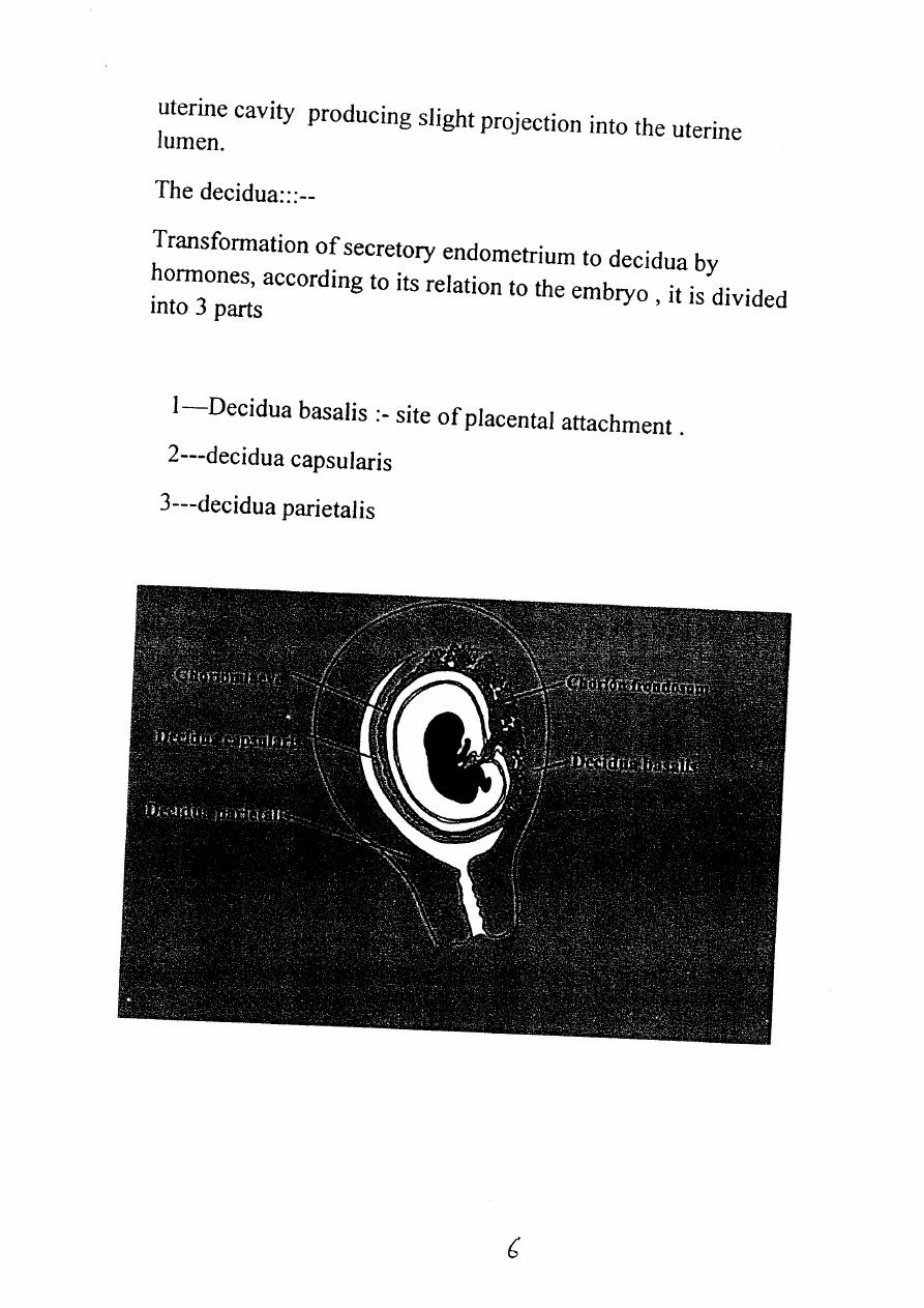 Female ReProductive system pdf - بان عامر - Muhadharaty