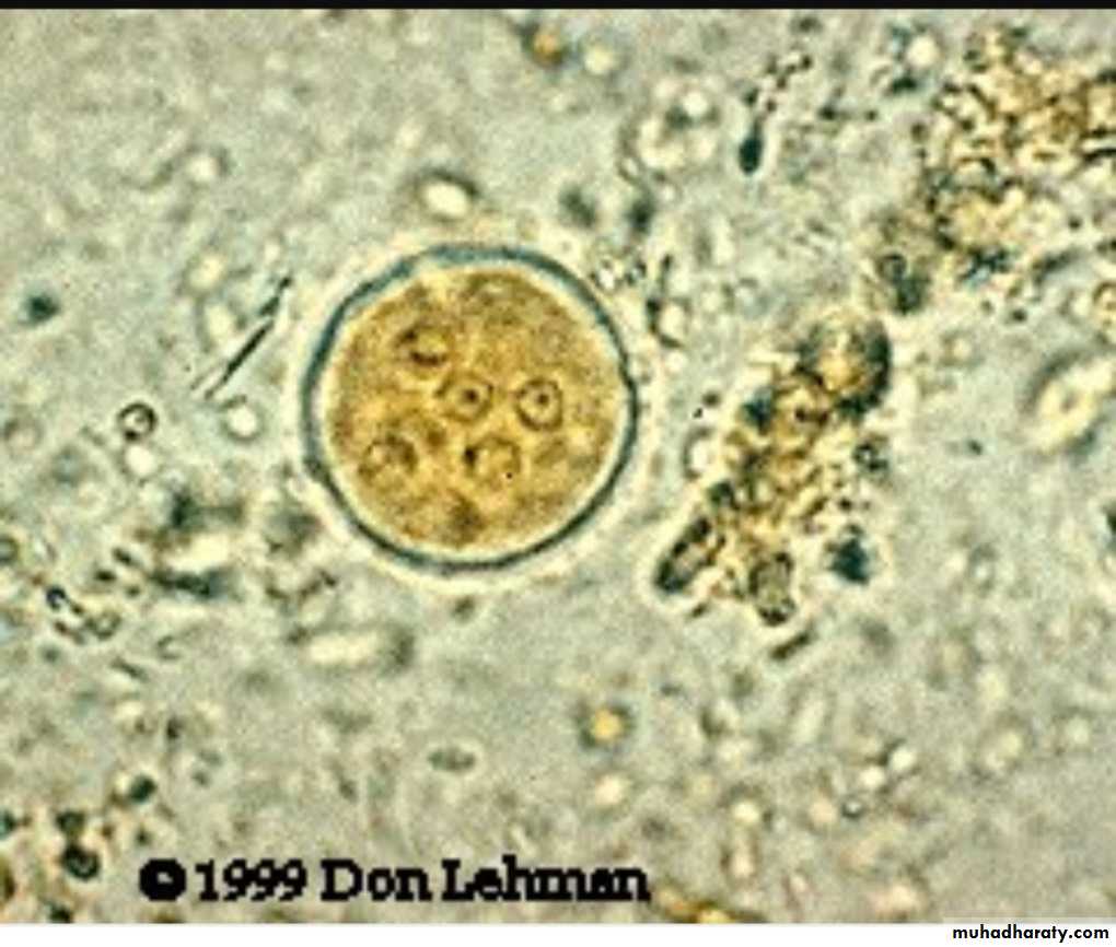 Простейшие в кале лечение. Цисты Entamoeba. Циста лямблии под микроскопом. Цисты микроскопия.
