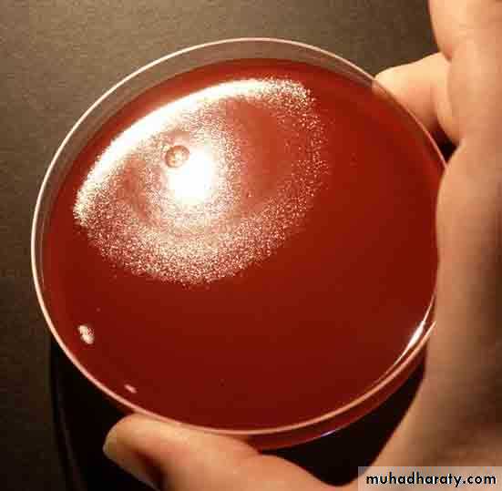 Clostridium Pptx Ø¯ Ù†Ø¯Ù‰ Muhadharaty