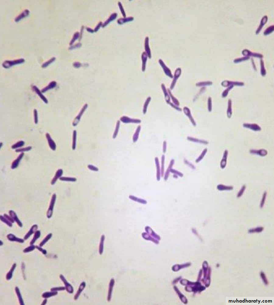 Кластридии. Клостридиум микробиология. Clostridium tetani микробиология.