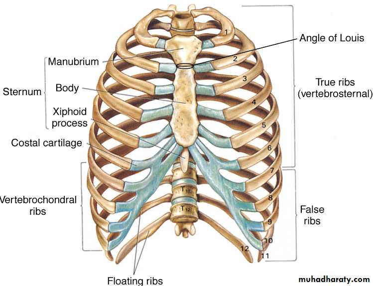 Chest injury pptx - د. سيف - Muhadharaty