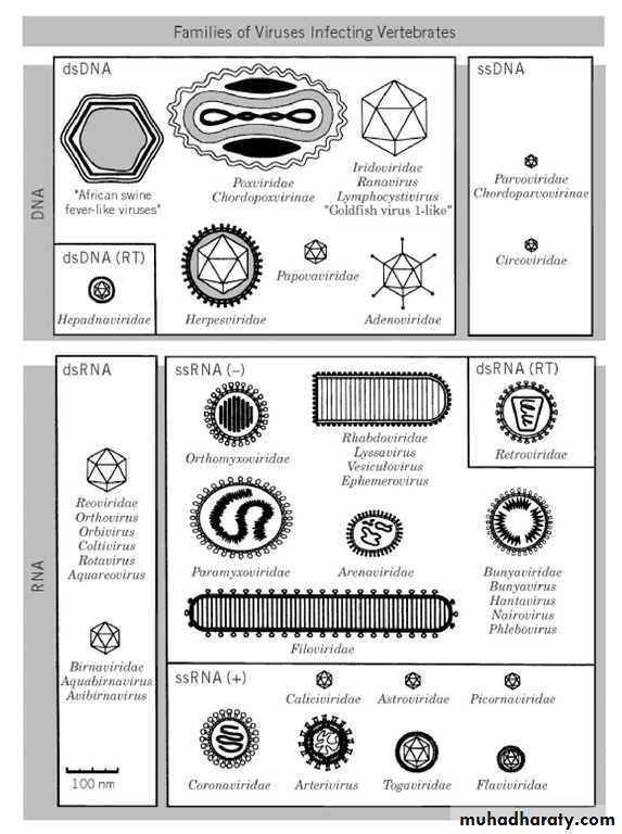 Types of viruses. Classification of viruses. Классификация Балтимора вирусы. Вирусы их классификация SSDNA. Animal classification virus.