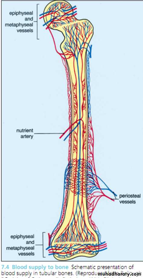 Кровообращение костей. Кровообращение трубчатой кости. Источники кровоснабжения длинной трубчатой кости. Кровоснабжение трубчатой кости. Схема кровоснабжения длинной трубчатой кости.