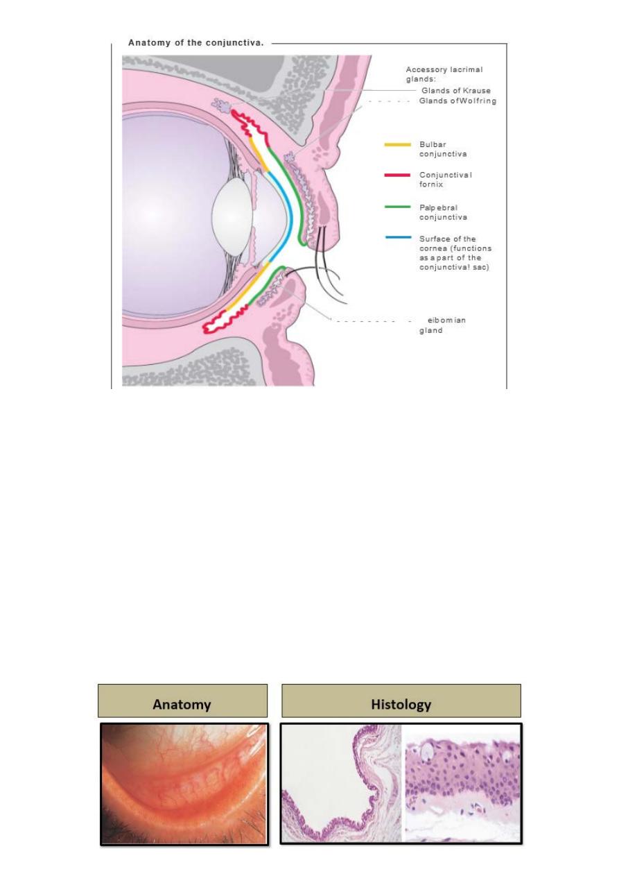 follicular conjunctivitis histology