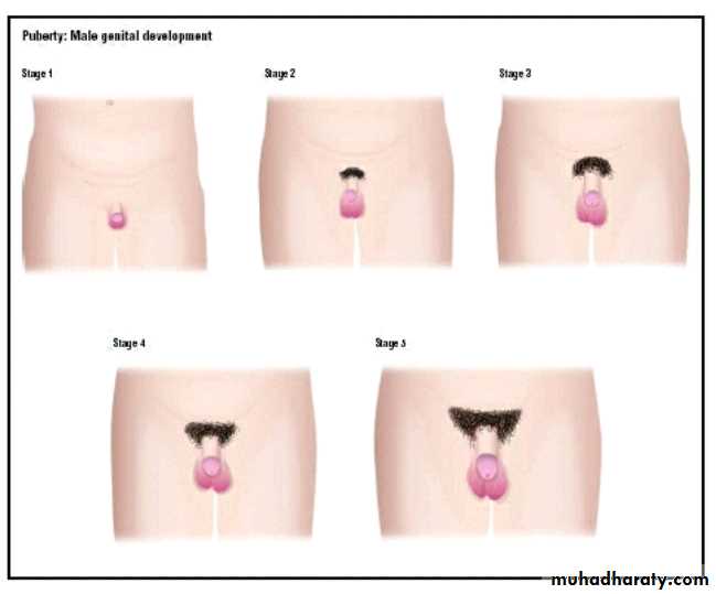 Puberty docx - د. وداد - Muhadharaty Puberty docx - د. وداد - Muhadharaty