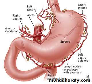 stomach anatomy bowel muhadharaty pptx site hypochondrium lie obliquely umbilical epigastric regions lf its