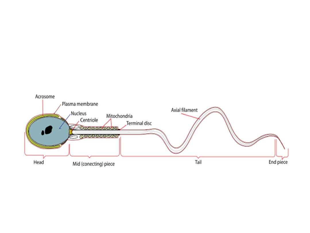 Fertilization And Implantation Pdf D Sumeya Muhadharaty