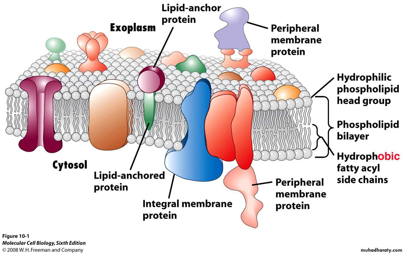 Membrane proteins. Cell membrane. Lipid membrane. Peripheral membrane Protein.