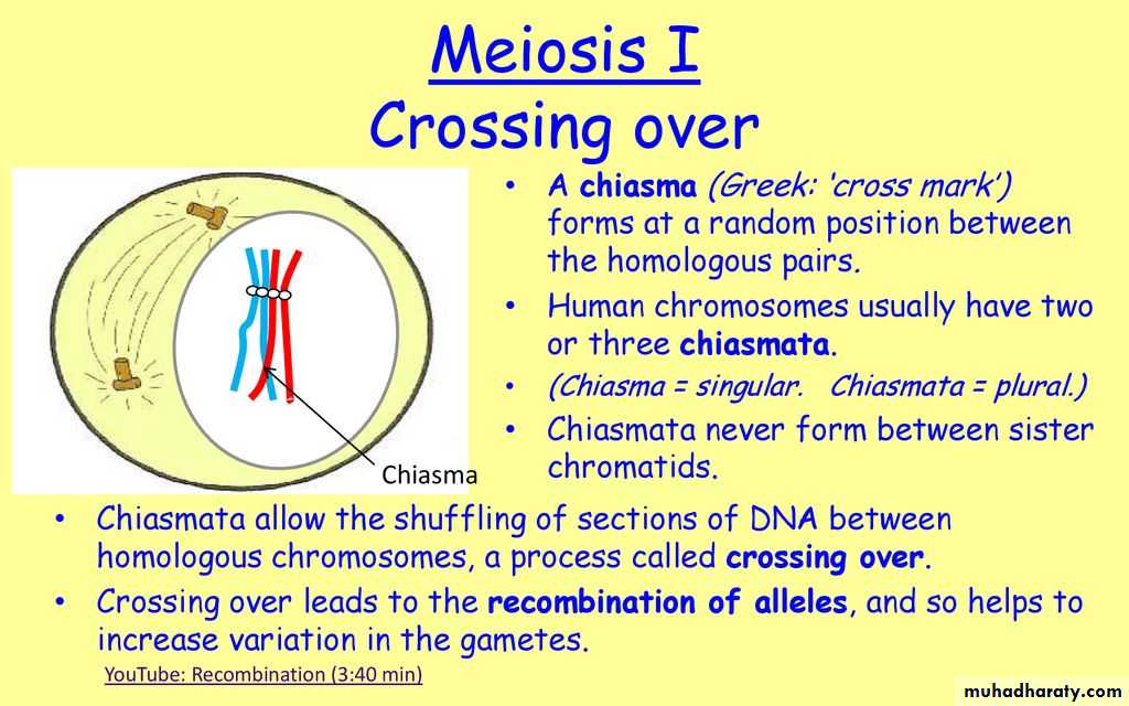 Reductive division pptx Biology Diagrams