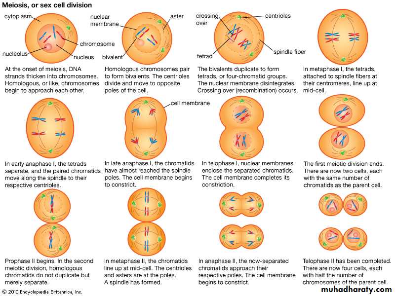 Reductive division pptx Biology Diagrams