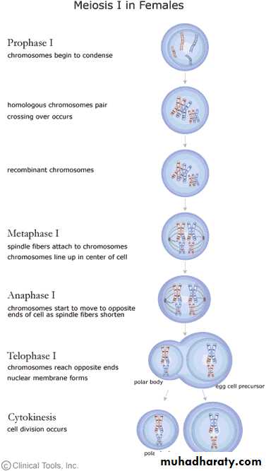 Reductive division pptx Biology Diagrams