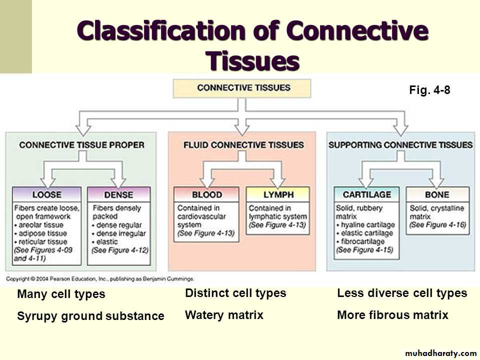 7 Types Of Connective Tissue