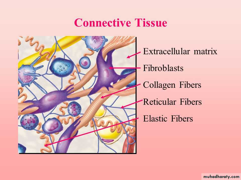 Connective Tissue Pptx D Talib Muhadharaty