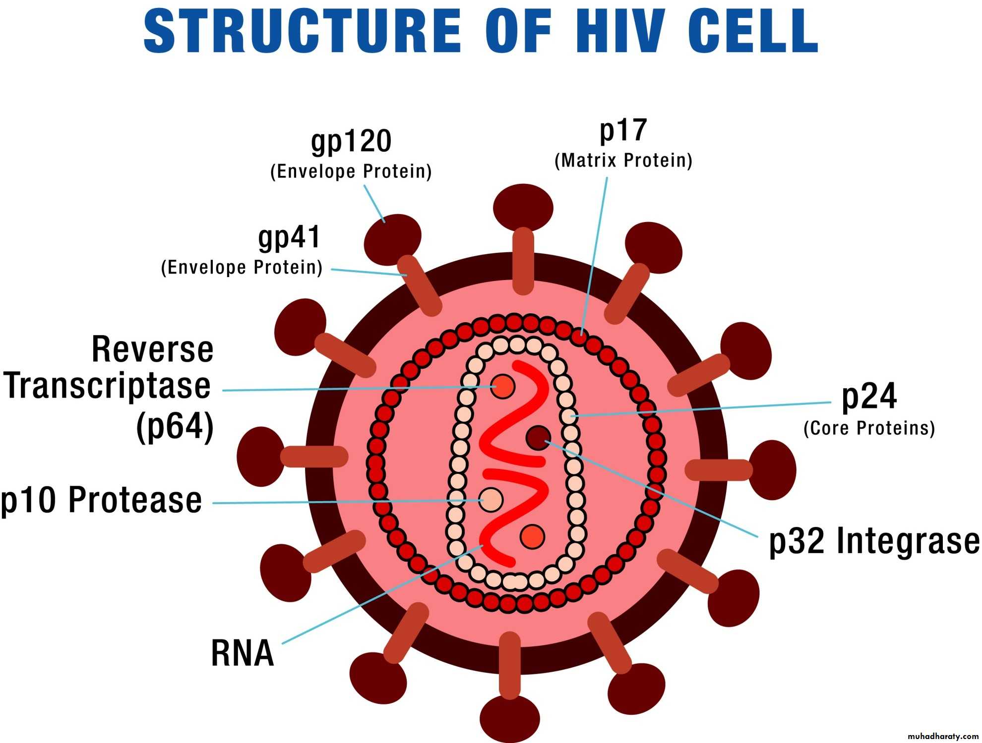 Human immunodeficiency virus. Human Immunodeficiency virus hiv1? Hiv2. HIV structure. Ретровирус ВИЧ. Строение вируса ВИЧ.