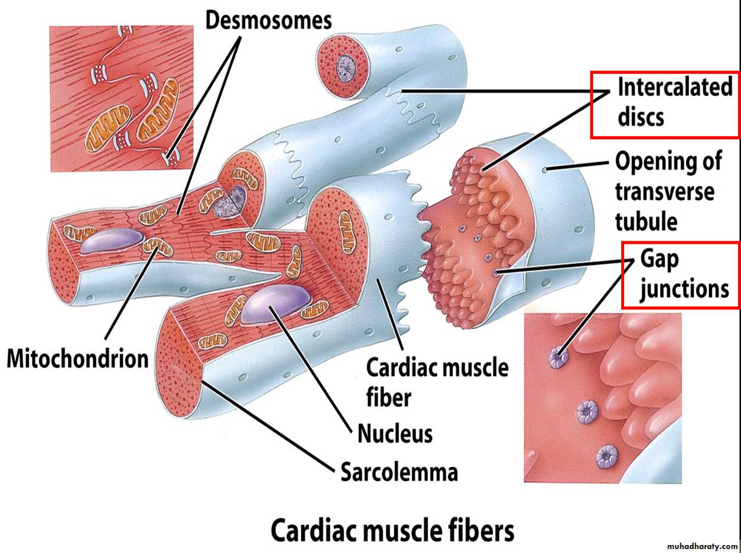 Muscle and Nerve tissues pptx - D. Talib - Muhadharaty
