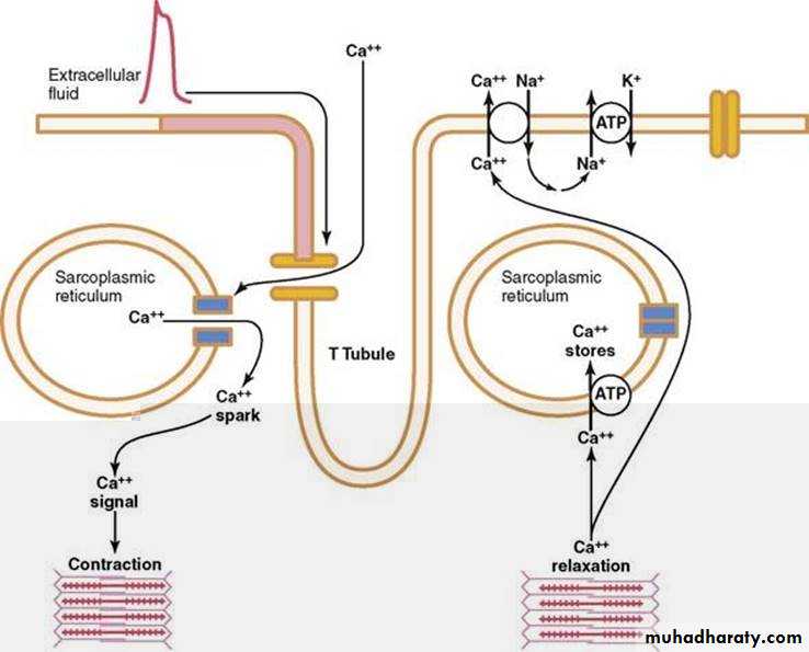 Muscle and Nerve tissues pptx - D. Talib - Muhadharaty