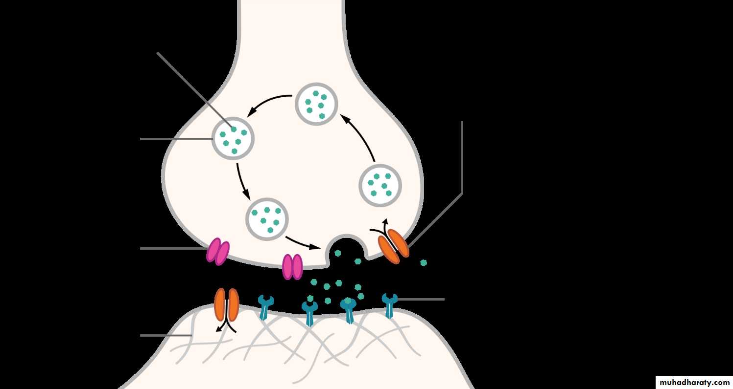 Muscle and Nerve tissues pptx - D. Talib - Muhadharaty