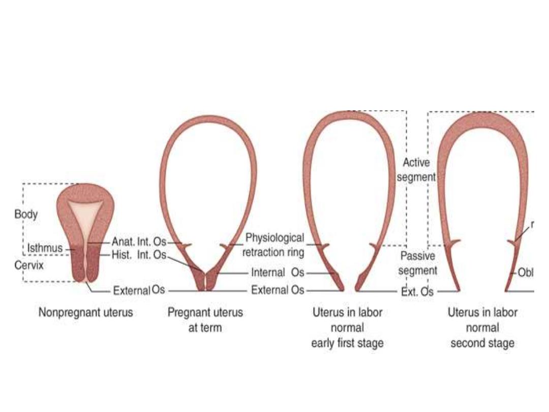 PPT - PHYSIOLOGY OF NORMAL LABOUR PowerPoint Presentation, free download -  ID:9407073