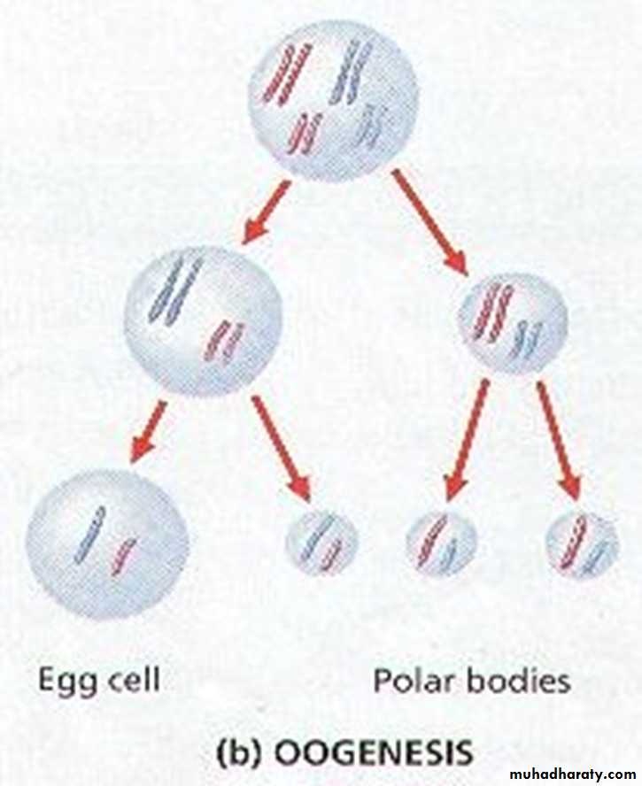 Fertilization And Implantation Pptx D Sumeya Muhadharaty