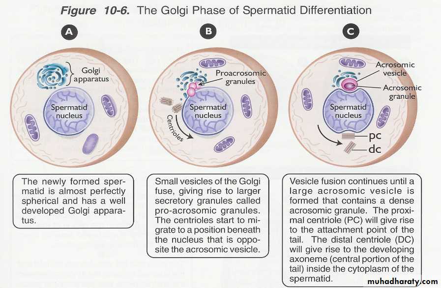 Fertilization And Implantation Pptx D Sumeya Muhadharaty