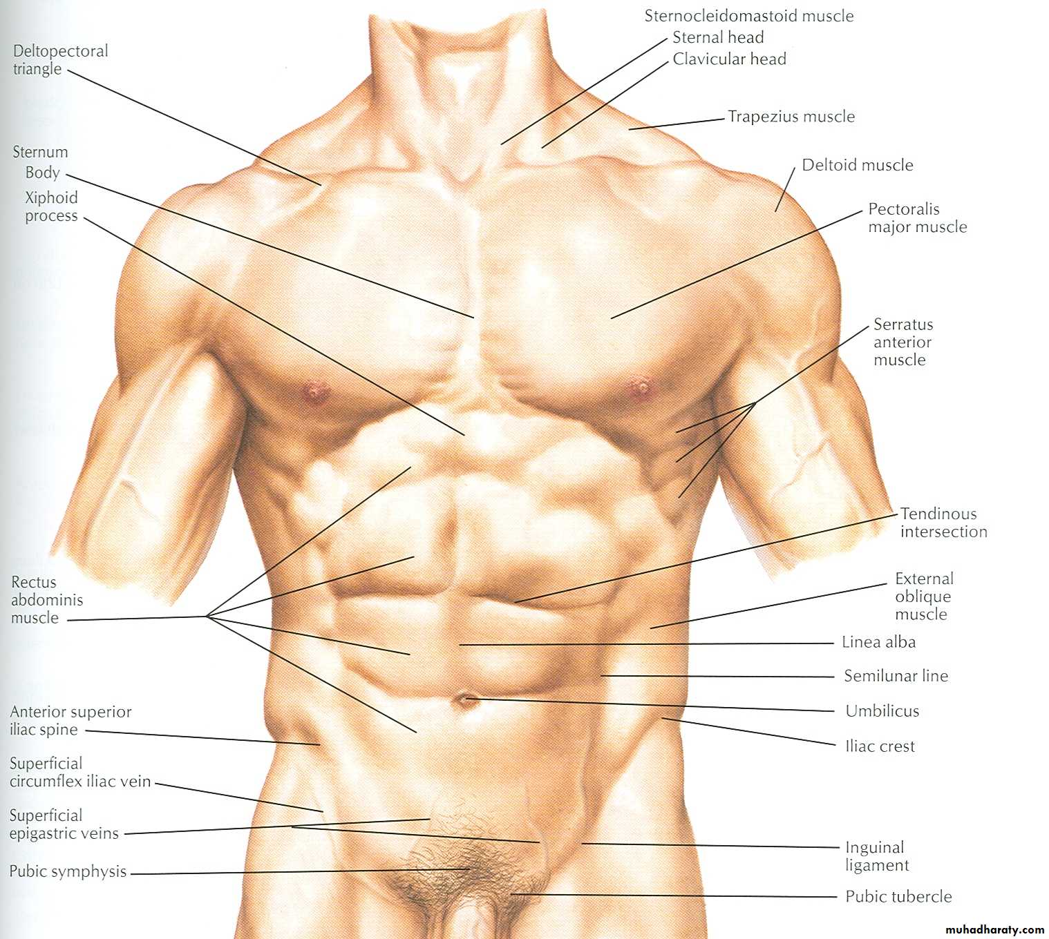 Какая часть тела увеличивается. Мышцы торса анатомия. Торс мужчины анатомия. Анатомия мышц торса мужчины. Строение мужского лобка.
