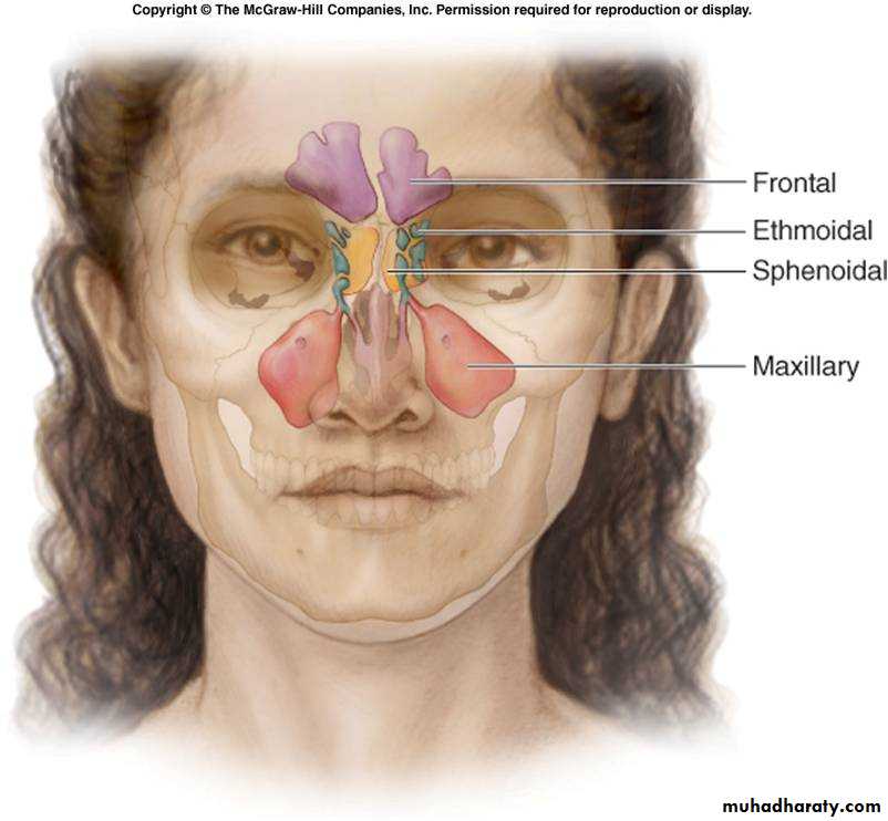 Nose And Sinus Anatomy