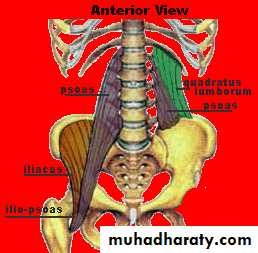 Posterior Abdominal Wall pptx - D. Alaa - Muhadharaty