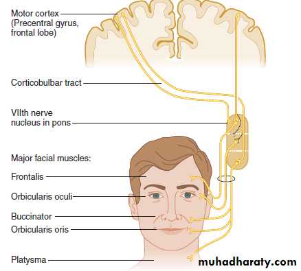 Cranial nerves disorders pptx - وهاب رزاق - Muhadharaty