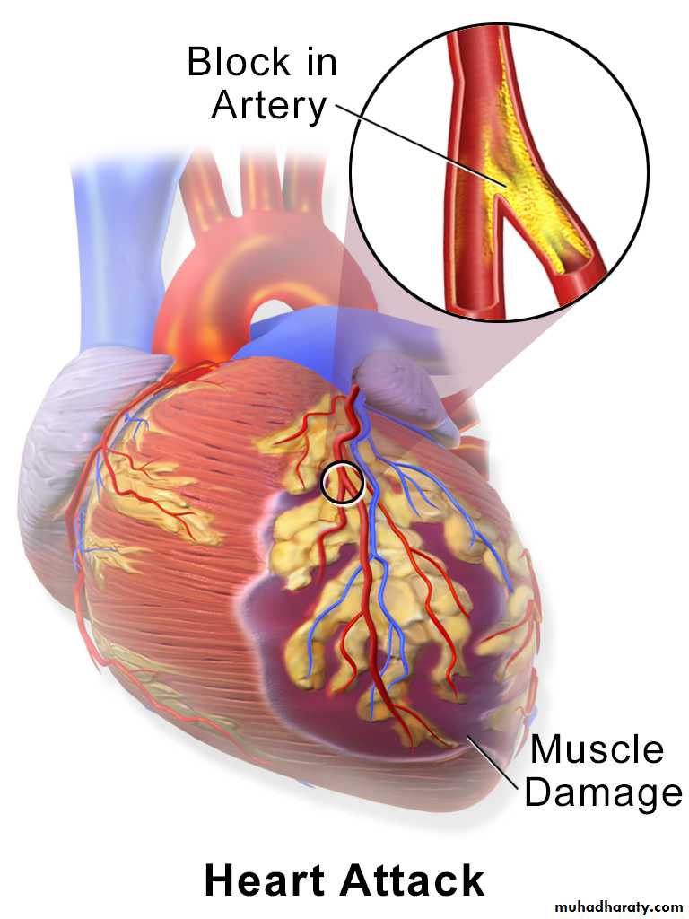 Blood Vessels pptx D.Alaa Muhadharaty