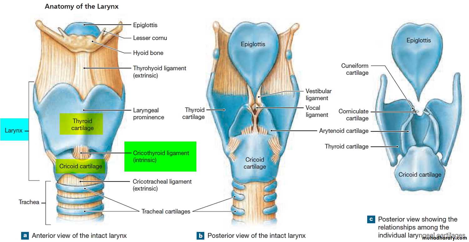 Elastic Cartilage Epiglottis Labeled