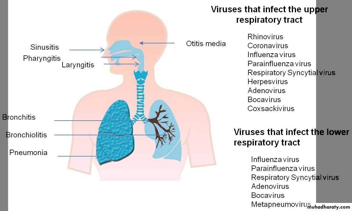 Overview Of Viral Infections Pptx D Mohammed Muhadharaty