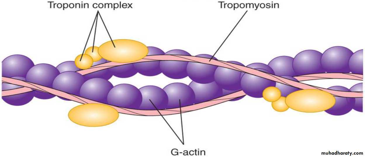 Нити актина. Филаменты актина и миозина. Схема тропонин тропомиозин. Тропонин и миозин. Тропонин-тропомиозиновый комплекс.