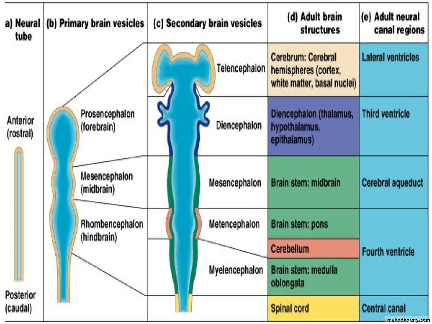 Neural development. Embryonic Development of the Brain pdf. Embryonic Development of the Brain picture.