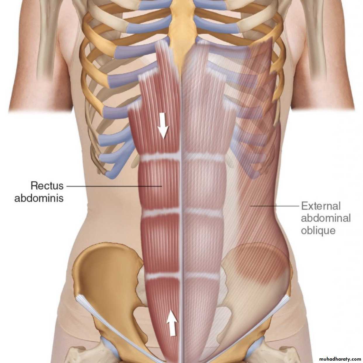 Abdomen muscles of anterior abdominal Wall
