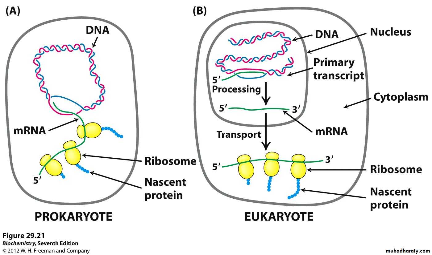 Атф в клетках эукариот образуются. Разница транскрипции прокариот и эукариот. Матричные процессы у эукариот и прокариот. Транскрипция и трансляция у прокариот.
