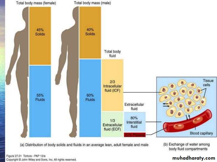 Body fluids. Total body Water Physiology. Fluid distribution in Human. Distribution of Fluids within the body Mnemonics. Four different body Fluids.