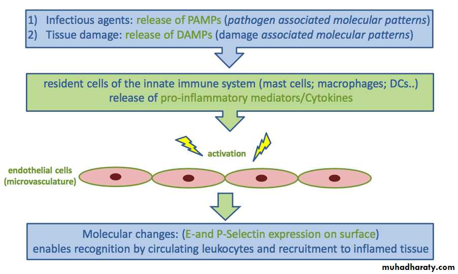 Inflammation and Cell Migration